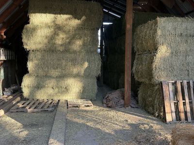 Alfalfa