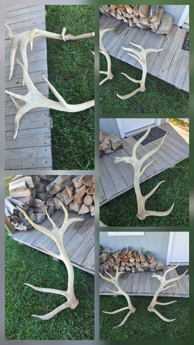 Antlers