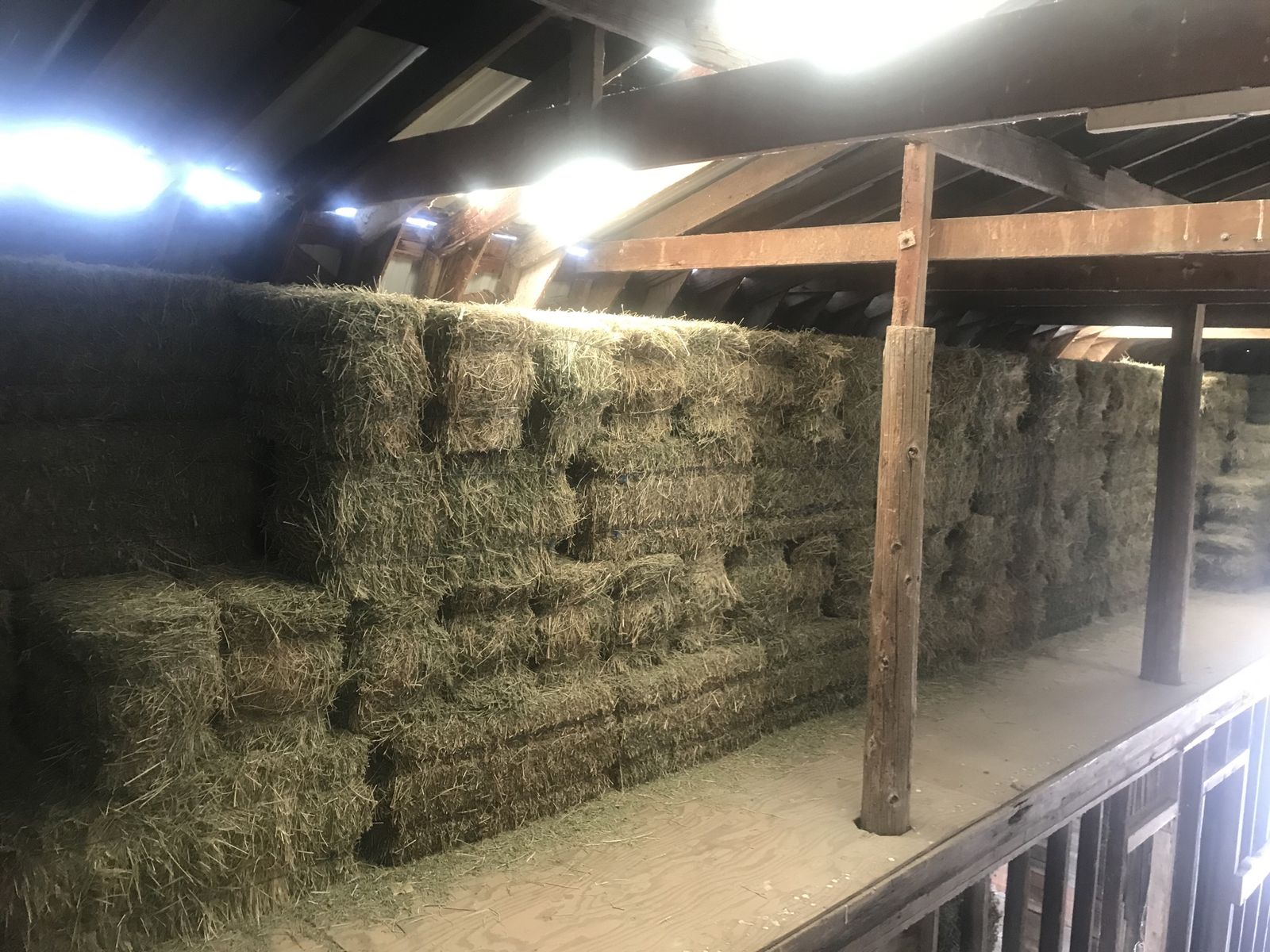 ALFALFA (HAY)