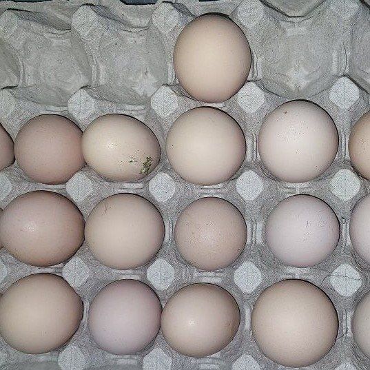 (B) (B) (S) English Orpington Hatching Eggs