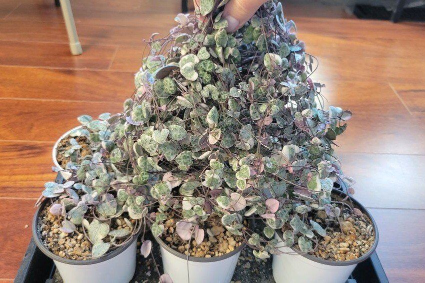 Variegated String of Hearts $30 for all 6 4" Pots