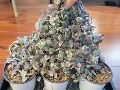 Variegated String of Hearts $30 for all 6 4" Pots