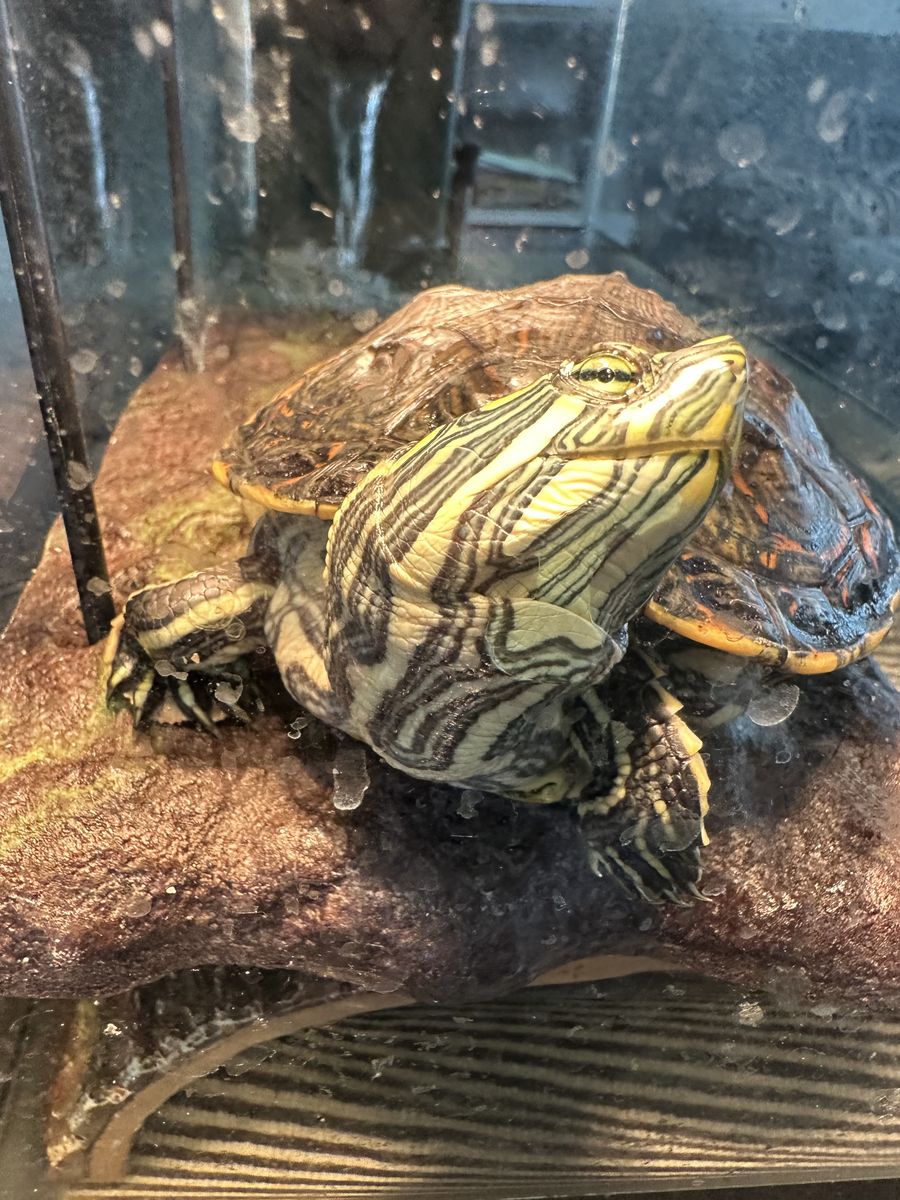 Rehoming our turtle: Timmy Avocado