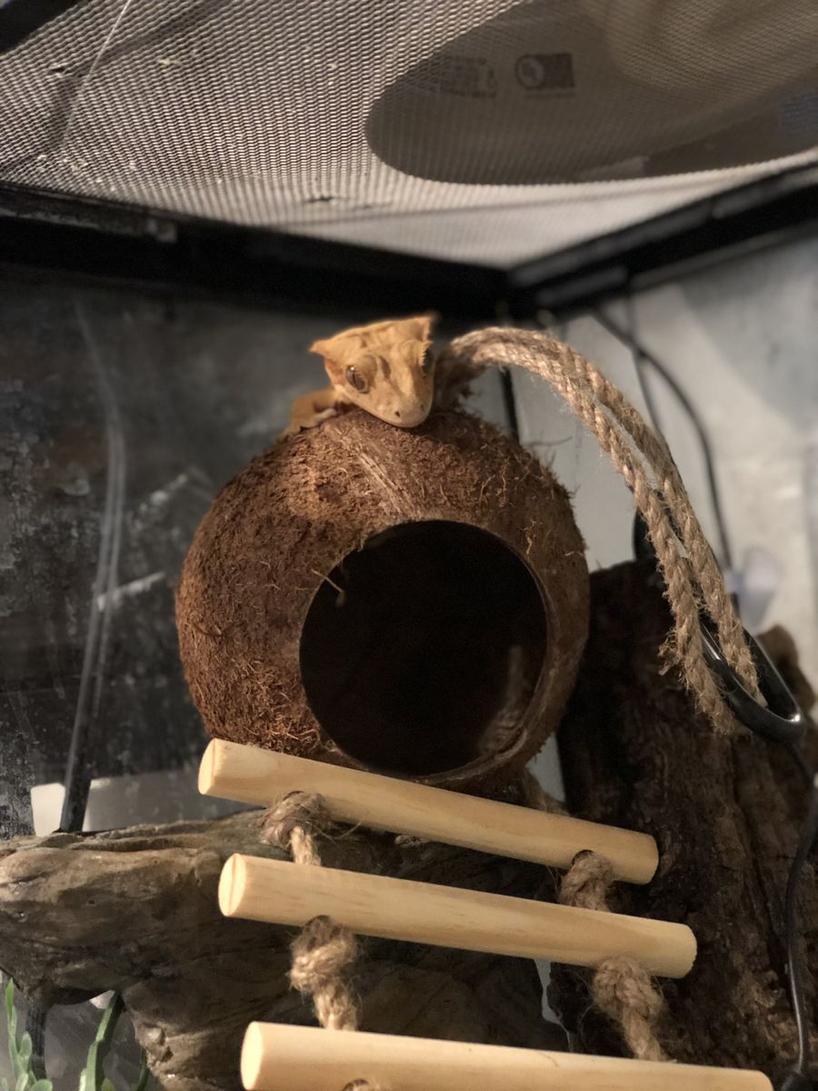 Tiger Morph Crested Gecko w/ bioactive ready enclosure.
