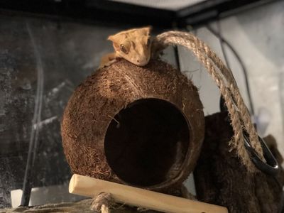 Tiger Morph Crested Gecko w/ bioactive ready enclosure.