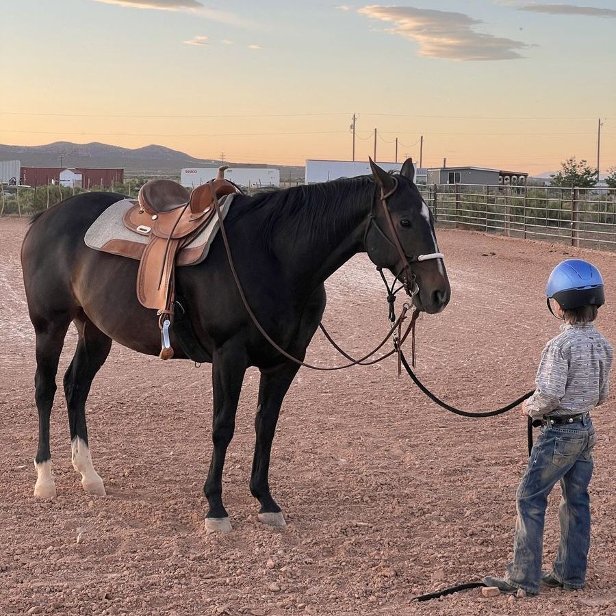 Great Gelding