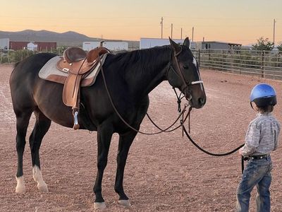 Great Gelding