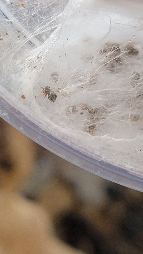 Baby JUMPING SPIDERS!