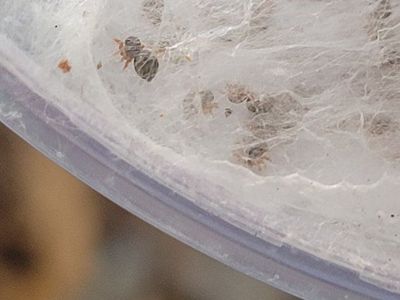 Baby JUMPING SPIDERS!
