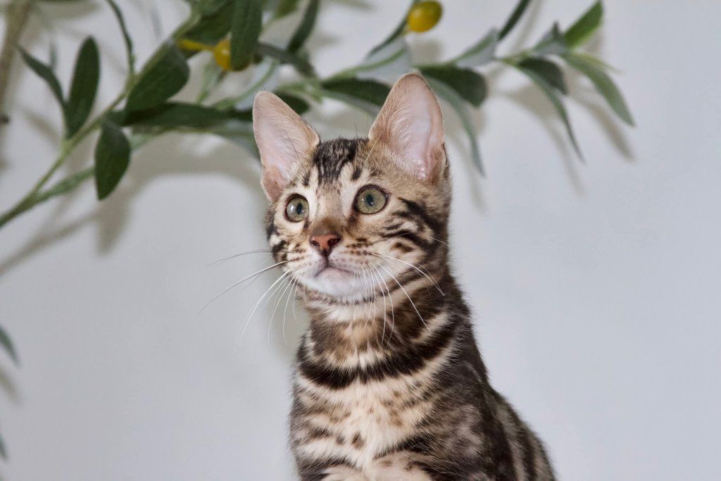 Absolutely Stunning Male Available Now. TICA Registered and Health Tested Cattery. Amazing temperaments. Bengal Kittens