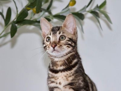 Absolutely Stunning Male Available Now. TICA Registered and Health Tested Cattery. Amazing temperaments. Bengal Kittens
