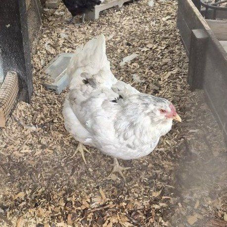 Ermine Amerucana -BROODY! laying hen