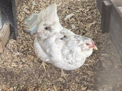Ermine Amerucana -BROODY! laying hen