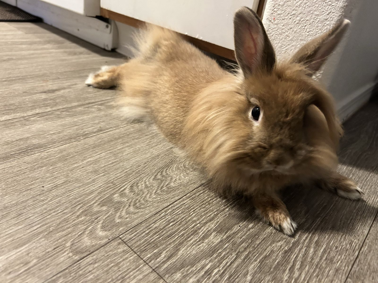 Lionhead Rabbit