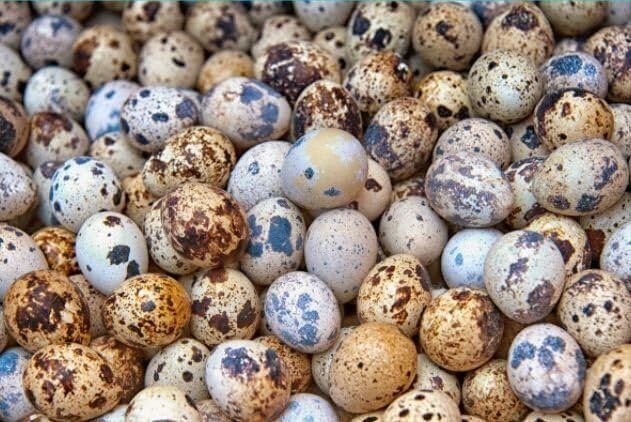 quail eggs for eating