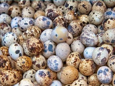 quail eggs for eating