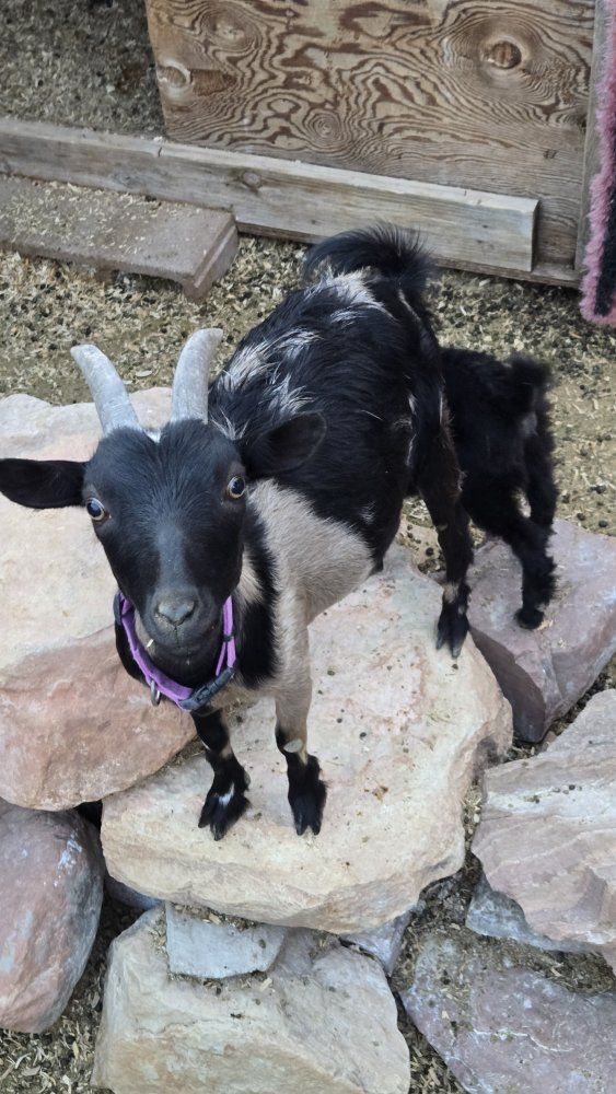 Nigerian dwarf milking goats 