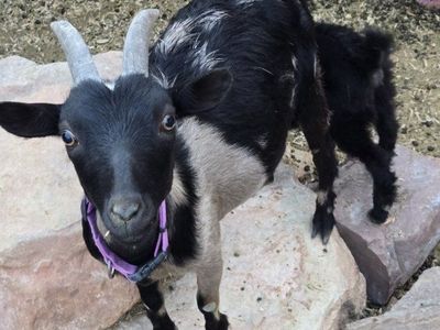 Nigerian dwarf milking goats