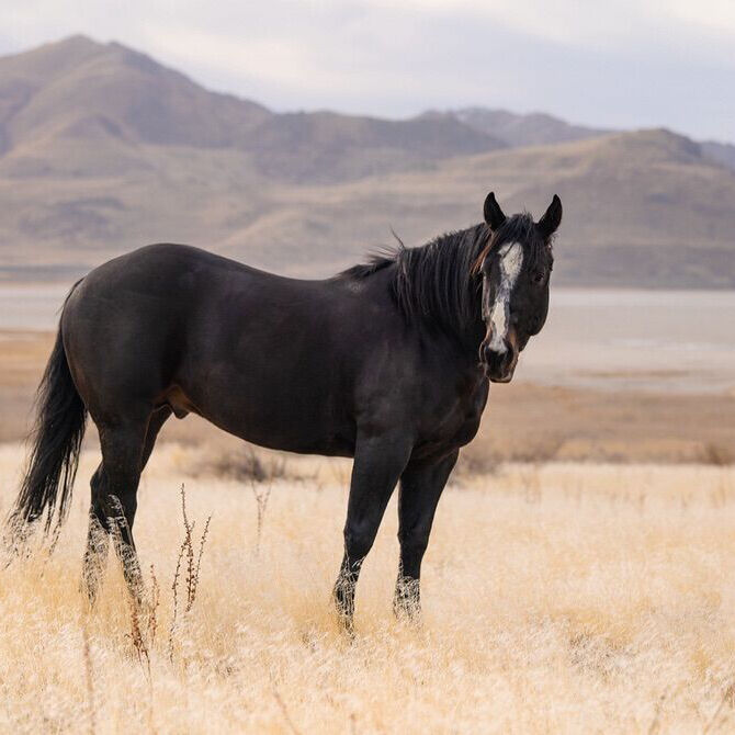 By Once In A Blu Boon Out Of Metallic Cat Daughter