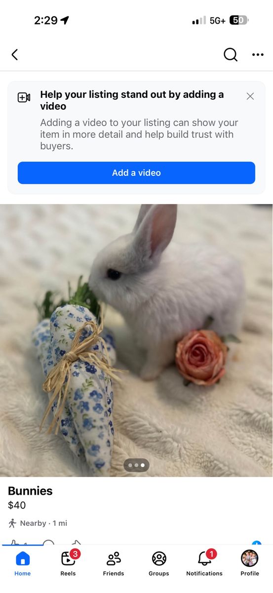 Adorable Pet Bunnies for Sale - Various Colors & Patterns Rex/ Lop Mix