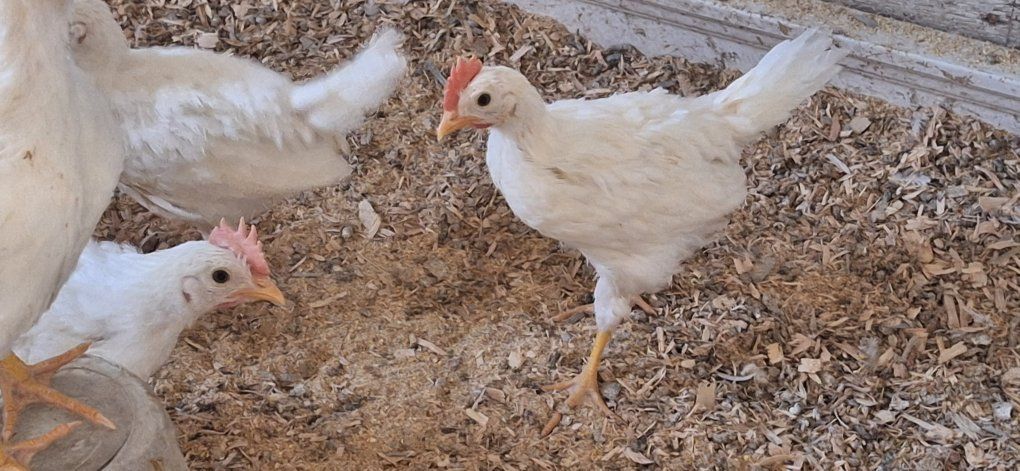 Baby Leghorn Roosters