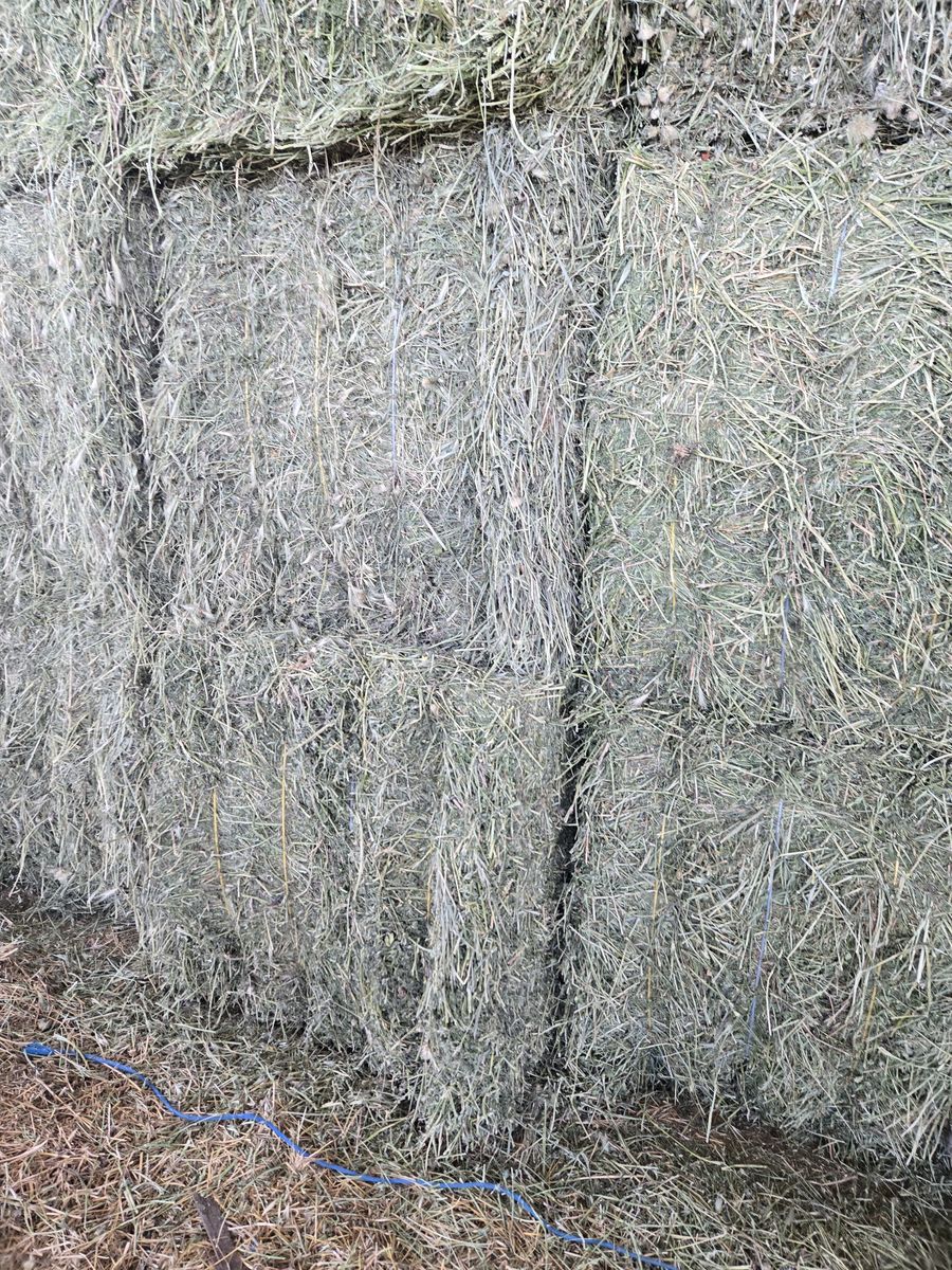 Horse Hay