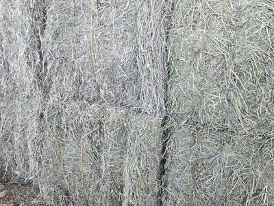 Horse Hay