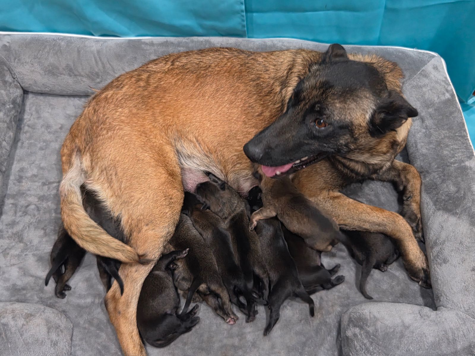 Belgian Malinois Puppies