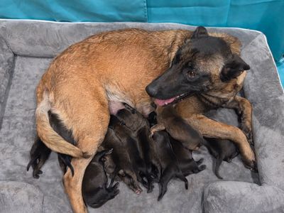 Belgian Malinois Puppies