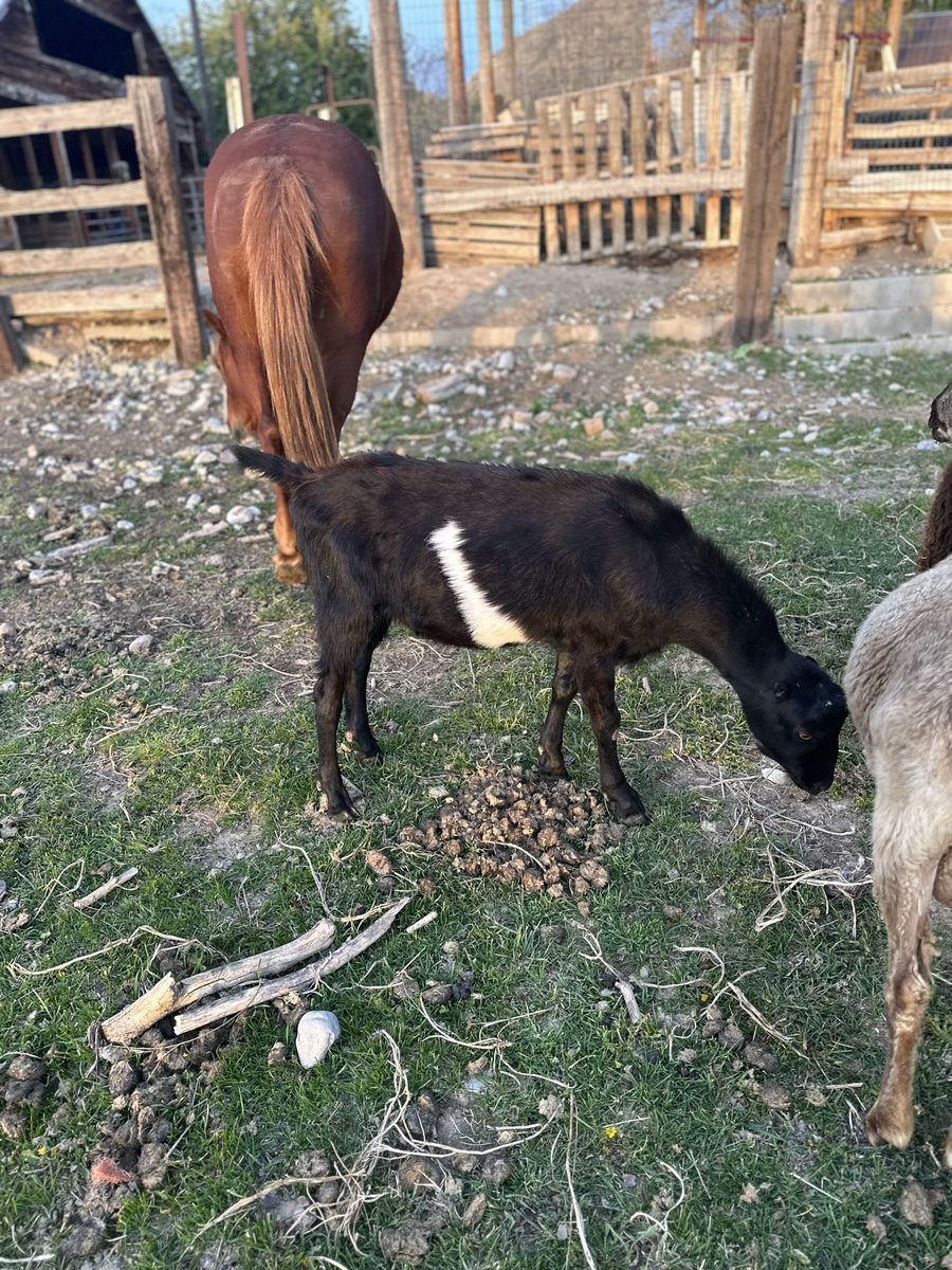 Goat Wether