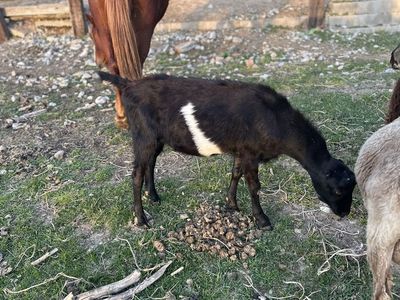 Goat Wether