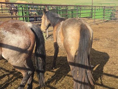 2yr Buckskin filly