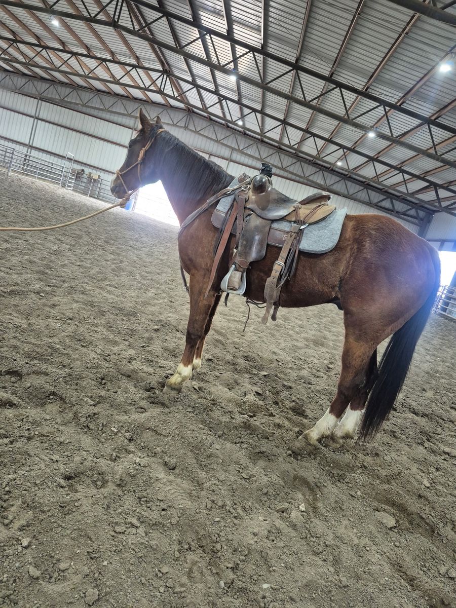 Boon 5 year old head horse Riata buckle eligible