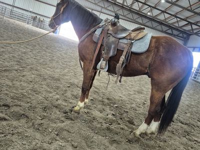 Boon 5 year old head horse Riata buckle eligible