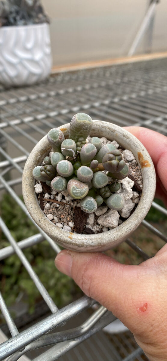 Real Succulents baby toe in mini concrete planter