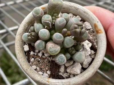 Real Succulents baby toe in mini concrete planter