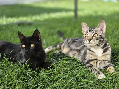 Two Male Kittens Near Hurricane Ut.
