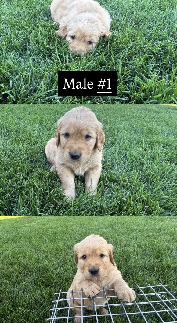 AKC Registered Golden Retriever Puppies