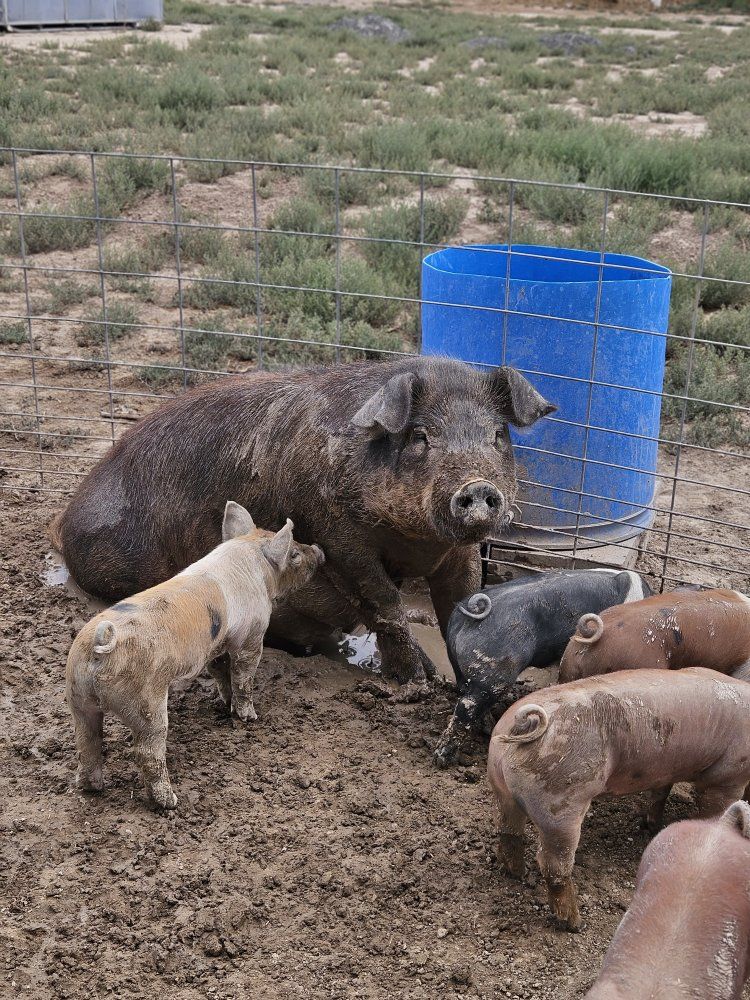 Duroc cross piglets for sale