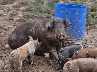 Duroc cross piglets for sale