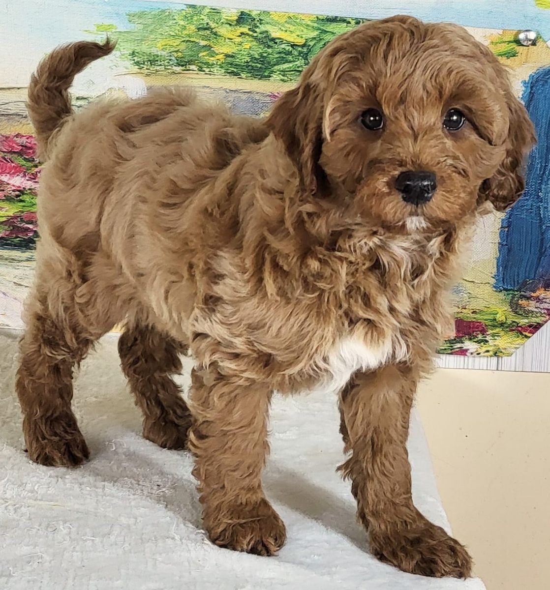 Micro Goldendoodle - Girl Liza $1800