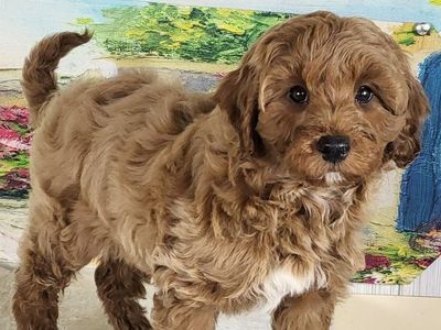 Micro Goldendoodle - Girl Liza $1800