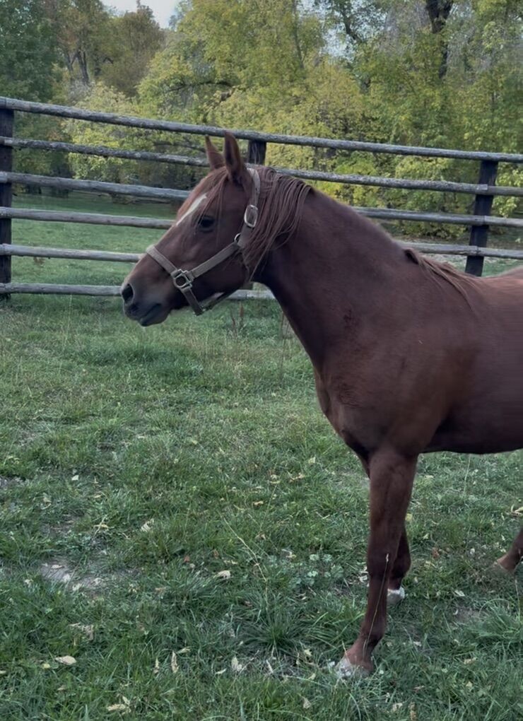 Beautiful Foxtrotter Mare