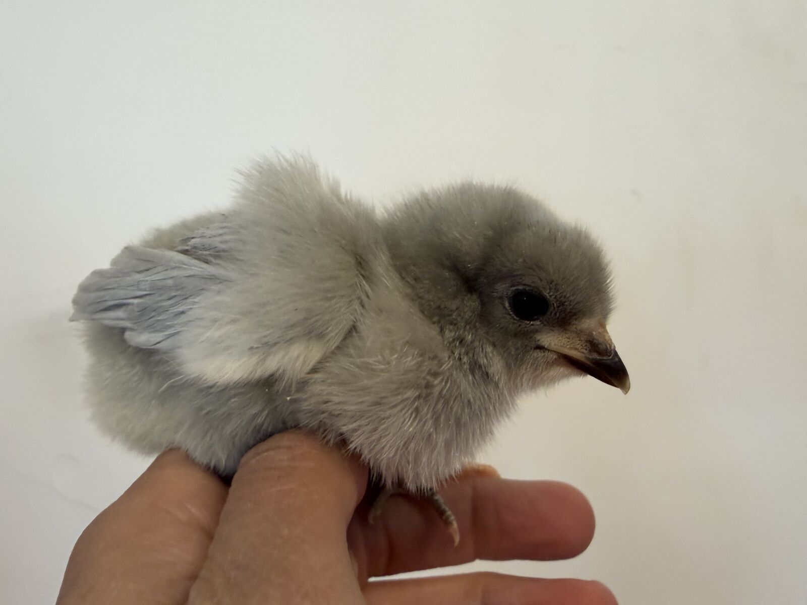 Lavender Orpingtons 3 days old  sexed female