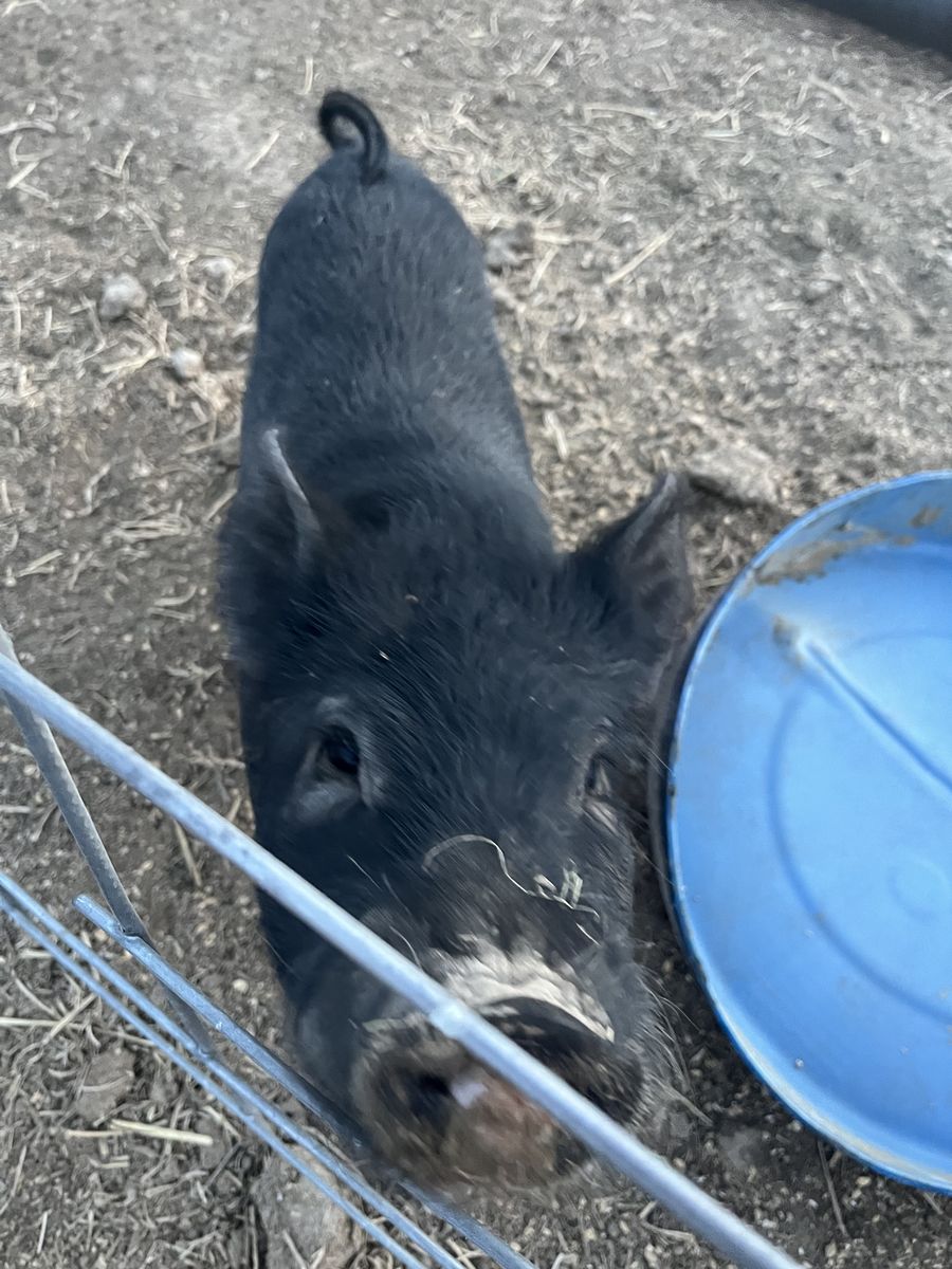 KuneKune cross boar