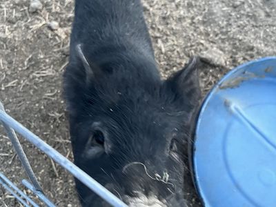 KuneKune cross boar