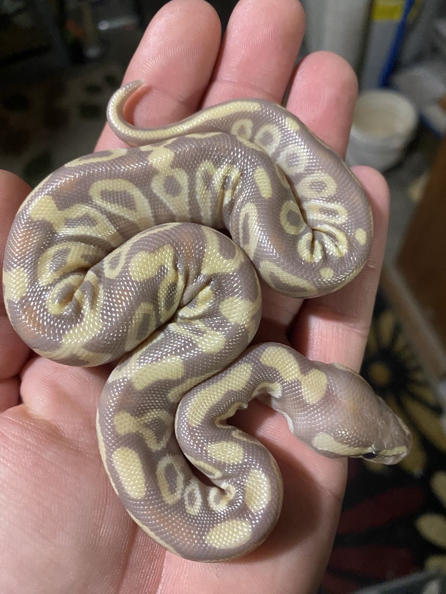Coral glow ball python (banana)