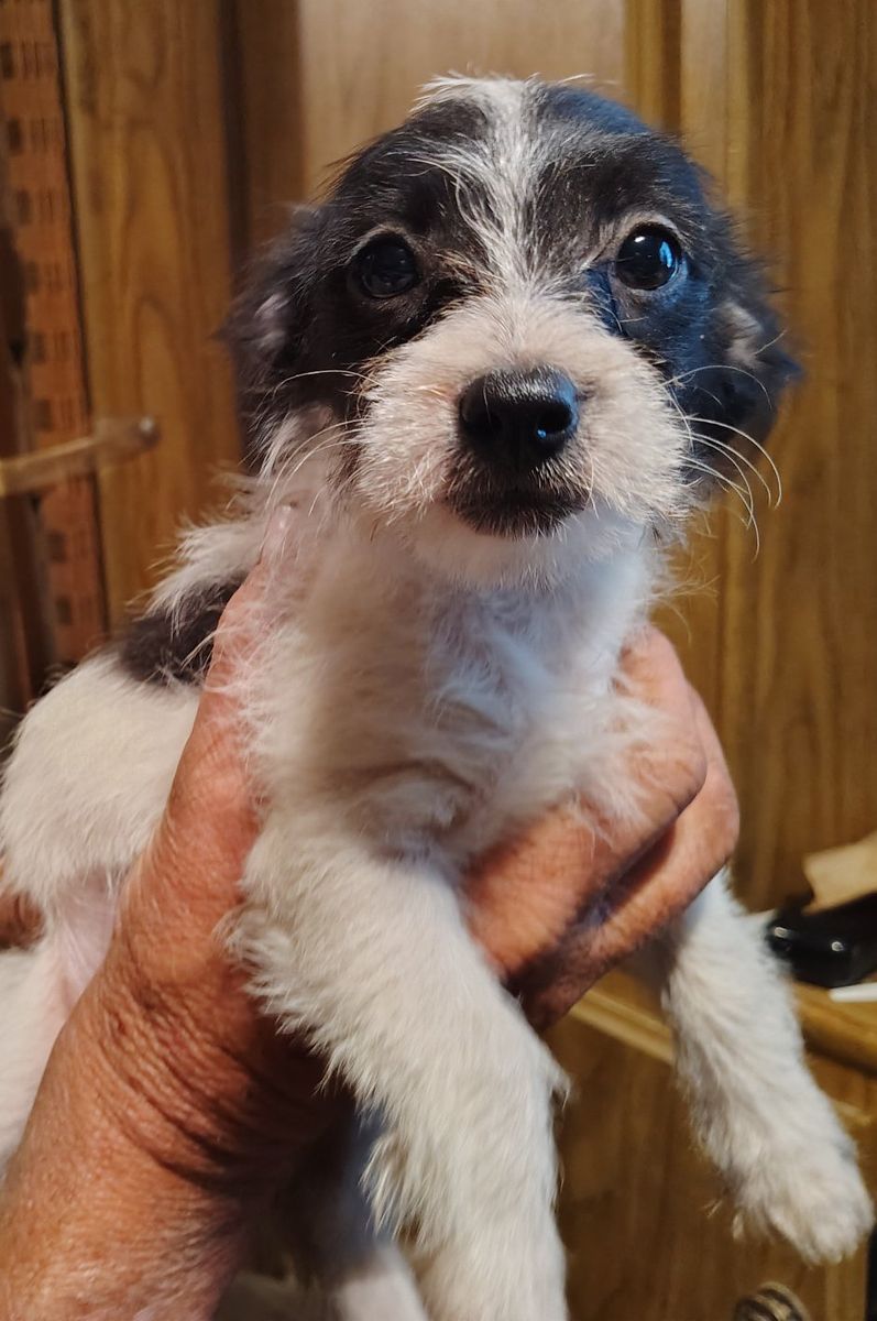 Chipoo puppies