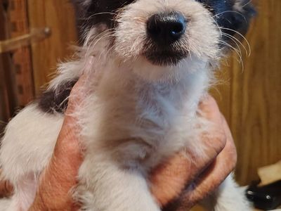 Chipoo puppies