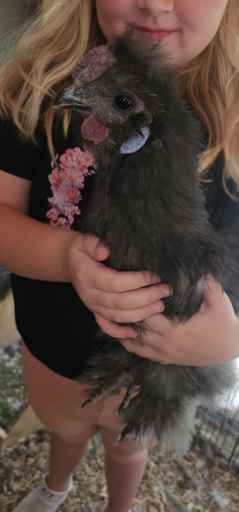 Silkies Chickens - Black and White Fluffy Show Quality